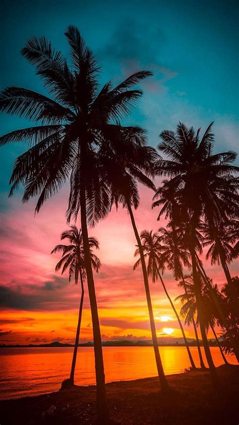 Palm Tree Wallpaper Discover more Aesthetic, California, Coconut, Palm ...