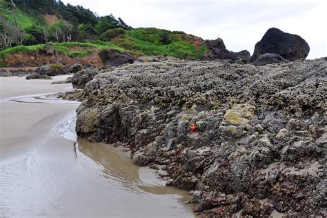 Hang On!!!! Starfish at Ecola State Park Tide Pool | Flickr