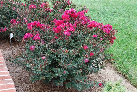 Small (Dwarf) Crape Myrtles Becoming The Vogue | What Grows There ...