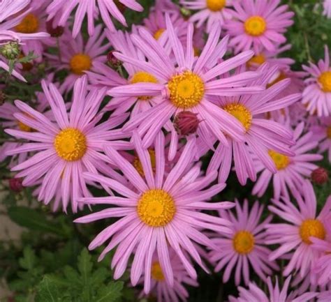 Aster | Tamara Garden Center