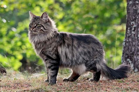 Norwegian Forest Cat: Breed Profile, Characteristics & Care