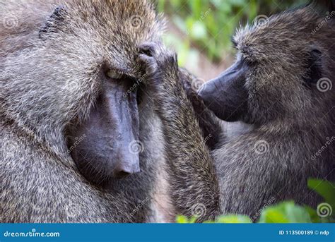 Female Olive Baboon Grooming Mate in Close-up Stock Image - Image of ...