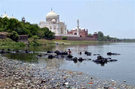 The Taj Mahal Viewed from the Banks of the River (with Cattle Bathing In It) that Flows Behind ...