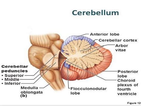 Cerebellar peduncles, cerebellum, and brainstem. | Cerebellum anatomy, Brain facts, Brain science