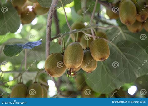 Kiwi Picking Season. Kiwi on a Kiwi Tree Plantation with with Huge ...