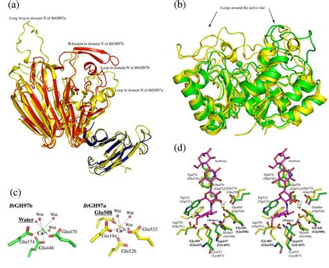 Figure 3 from Catalytic mechanism of retaining alpha-galactosidase ...