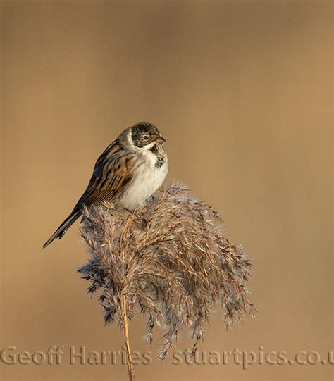 Autumn Birds | Stuartpics.co.uk - Photography by Geoff Harries