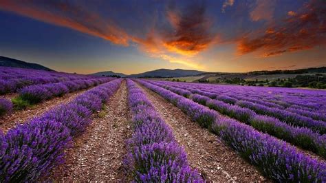 Lavender HD Wallpaper - Wallpaper, High Definition, High Quality, Widescreen