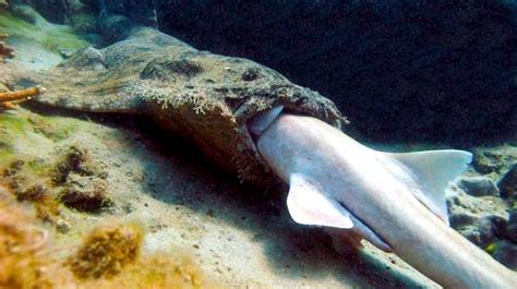 Wobbegong Shark – "OCEAN TREASURES" Memorial Library