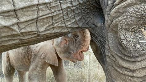 "Witnessing a Rare and Heartfelt Moment of a Wild Elephant Calf Nursing from Its Mother"