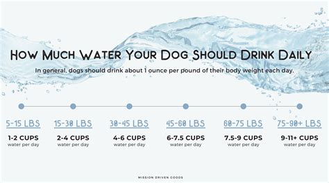 10 Ways to Keep Your Dog Cool & Hydrated This Summer – Mission Driven