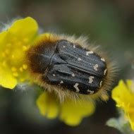 Tropinota hirta - EntomoAlex-gr