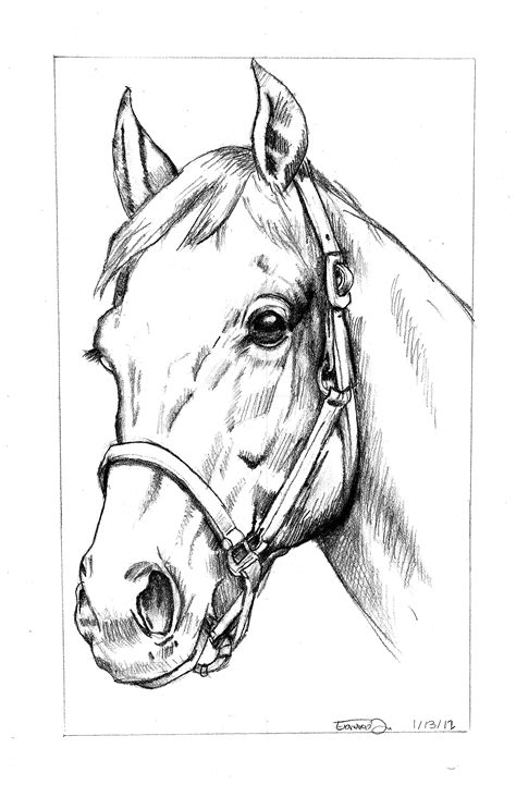 Head Horse Drawing at GetDrawings | Free download