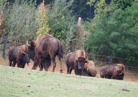 American plains bison herd (Bison bison bison), 2019-10-04 - ZooChat