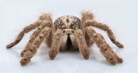 Tarantula Venom Might Help Scientists Cure A Form Of Epilepsy Found In Children