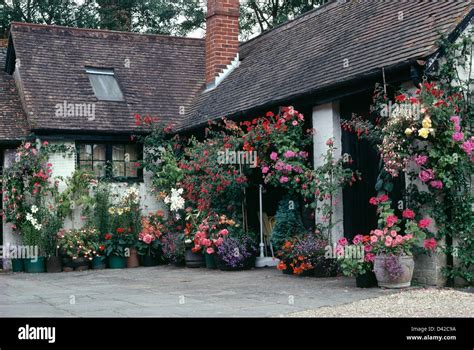 Pink geraniums and begonias in hanging baskets in country cottage with ...