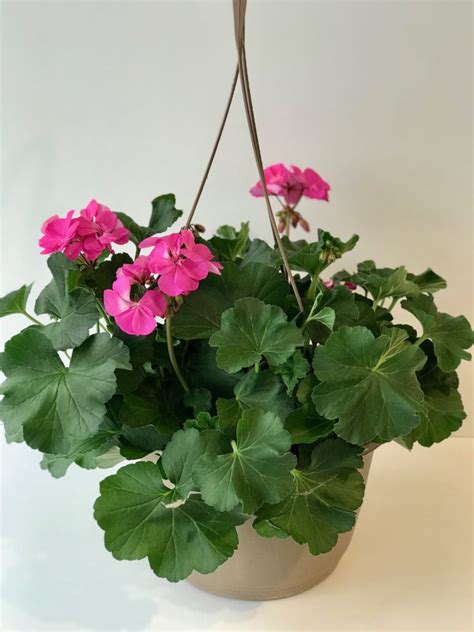 10-Pink-Geranium-Hanging-Basket.jpg - Van Belle Flowers