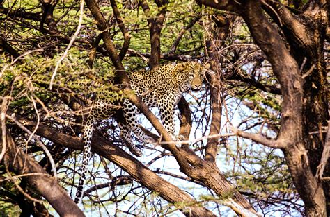 Free photo: Leopard Resting on a Tree Branch - Animal, Predator ...