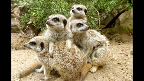 MeerKat Manor - YouTube