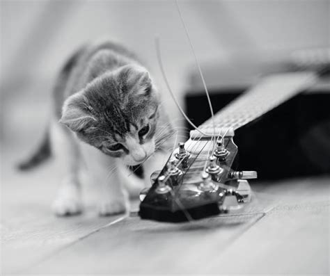 Royalty Free Cat Playing Guitar Pictures, Images and Stock Photos - iStock