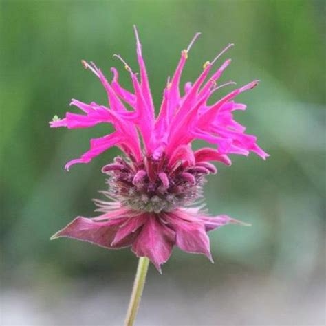 Bee Balm | Flowers perennials, Exotic flowers, Seasonal flowers