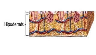 La Piel: Hipodermis