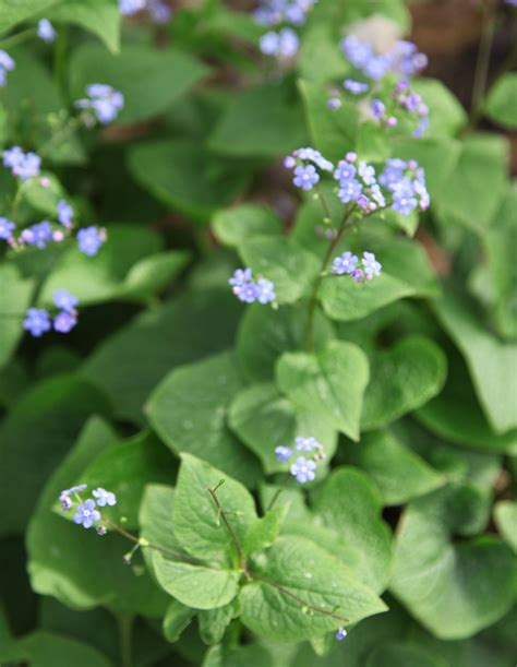 Plant of the Week: Brunnera Macrophyla (False Forget-Me-Not,Siberian Bugloss) | Stately Kitsch