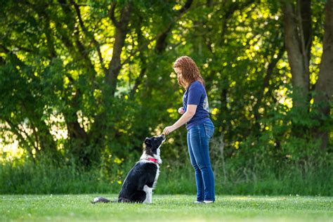 Training | All Paws in Dog Training