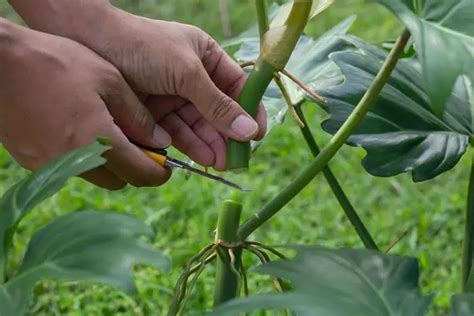 How To Propagate Philodendron Xanadu From Cutting