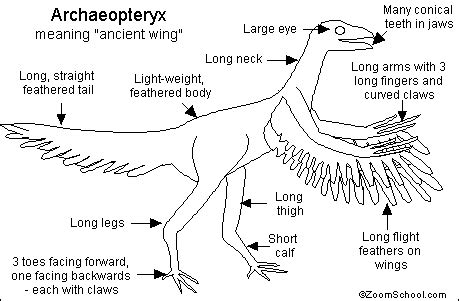 ARCHAEOPTERYX - Zoom Dinosaurs