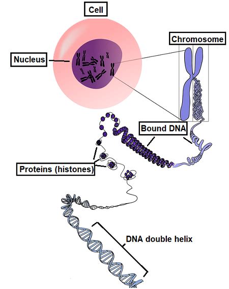 Genetic Makeup Or Bination Of Alleles - Mugeek Vidalondon