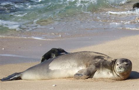 Hawaiian Monk Seal | The Biggest Animals Kingdom