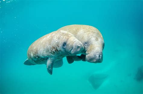 Manatee Species, Facts, and Problems: Intriguing Sea Cows - Owlcation