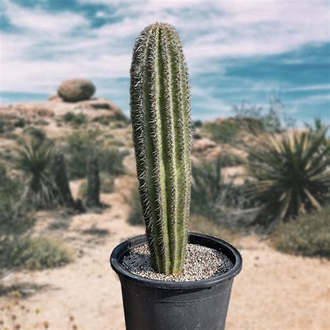 Cactus Outlet - Live Saguaro Cactus, Cactus Plants Live, Large Outdoor Live Cactus 1’