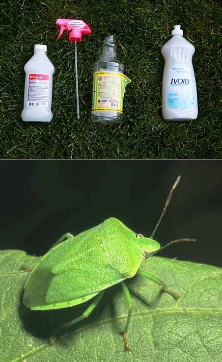 how to exterminate stink bugs