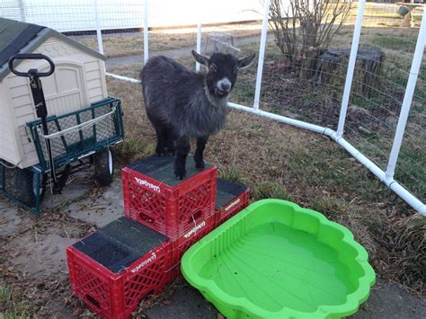 Playful Kids | Goat toys, Pigmy goats, Goats