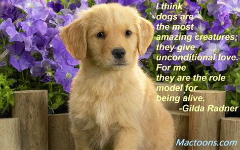 Puppy Love Quotes Meme Image - Golden Retriever Cute Puppies ...