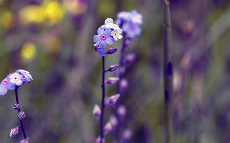 violet, Flowers Wallpapers HD / Desktop and Mobile Backgrounds