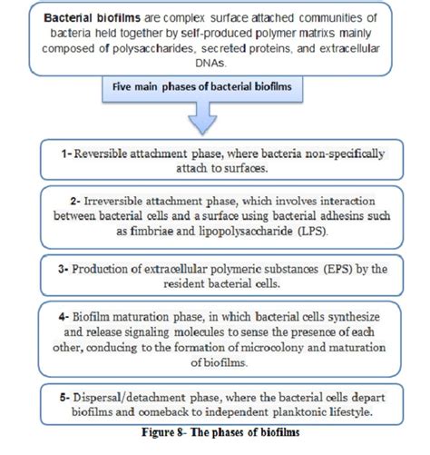 Pseudomonas aeruginosa and the multifactorial antibiotic resistance ...