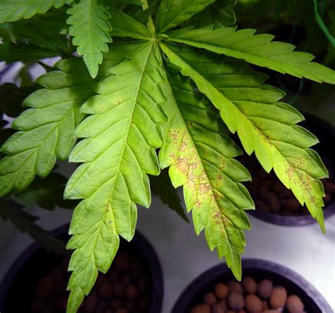 Calcium Deficiency in Cannabis Image - Marijuana Seed Banks