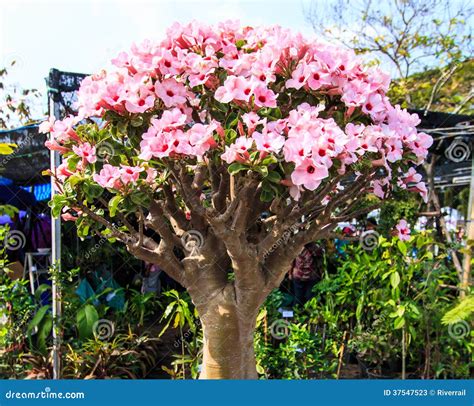 Adenium Obesum or Bonsai Tree Stock Image - Image of gentianales ...