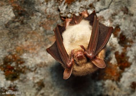 Large Mouse-eared Bat Myotis myotis "Summer quarters, winter quarters ...