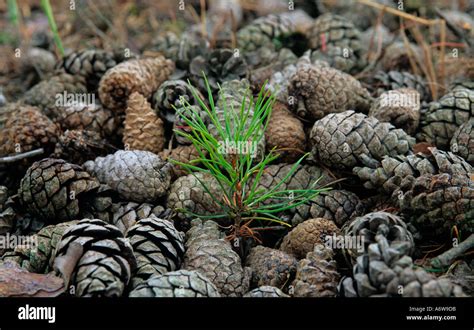 Pine seeds scots pine hi-res stock photography and images - Alamy