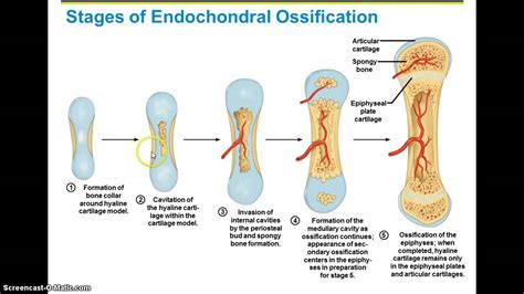 The process in which cartilage is gradually replaced by bone is called ...