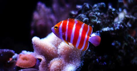 Fish Lifespan: How Long Do Fish Live? - A-Z Animals