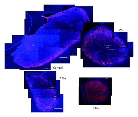 Immunohistochemical findings for the subconjunctivally inoculated... | Download Scientific Diagram