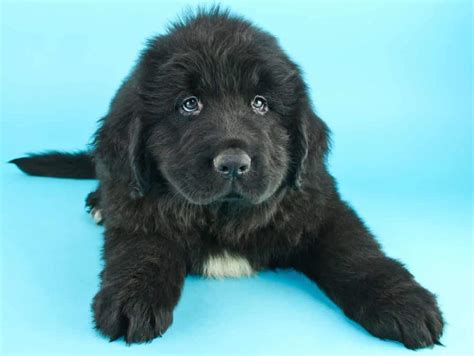 Newfoundland: Gentle giant, protective instincts, good with kids