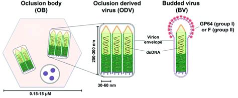 Structure of baculovirus occlusion bodies (OB) of... | Download Scientific Diagram