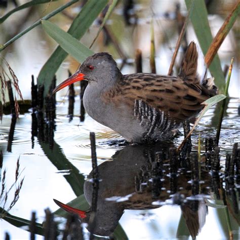 TrogTrogBlog: Bird of the week - Water rail