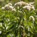 Baccharis glutinosa – The Watershed Nursery Cooperative